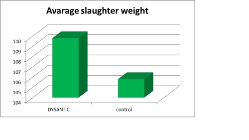 Average slaughter weight Dys