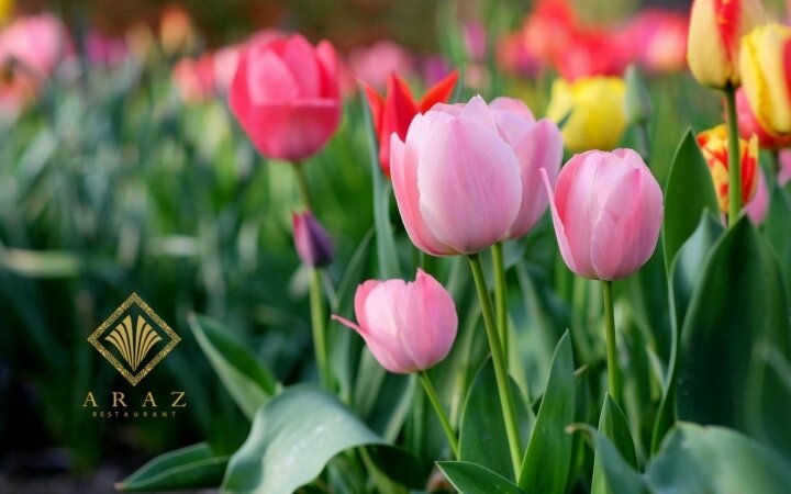 Mother’s Day Offer