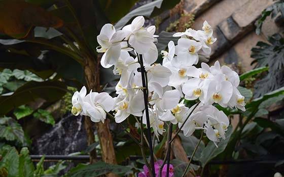 Trópusi kert és Orchidea farm Dobronakon