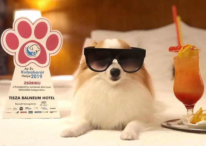 A 2019-es év kutyabarát helyei Kutyabarát.hu zsűridíjasa: Tisza Balneum Hotel