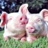 Prevention of swine dysentery with phytobiotic combinations