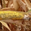Aflatoxin Occurrence in Global Cereal and Animal Feed