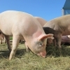 The Challenges in Growing-Fattening Swine