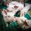 Challenges During Weaning in Piglets: A Comprehensive Exploration of Pathoge