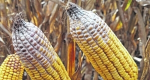 T-2 Toxin Investigation in Cereals and Complete Feed Around the World