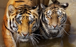 Gyöngyös Zoo