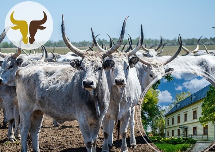 Puszta Kincsei Gasztro Élményhét - A magyar szürkemarha