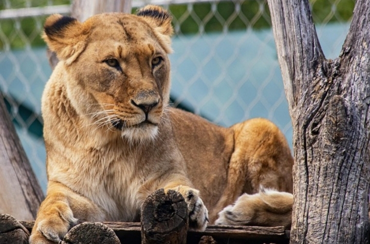 Schönbrunn Zoo