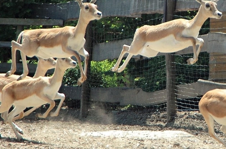 Kisfaludi Zoo