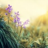 Tavaszi wellness élmények