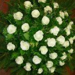  Fenyőkoszorú fehér rózsából