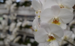 Tropische Garten und Orchids in Dobrovnik
