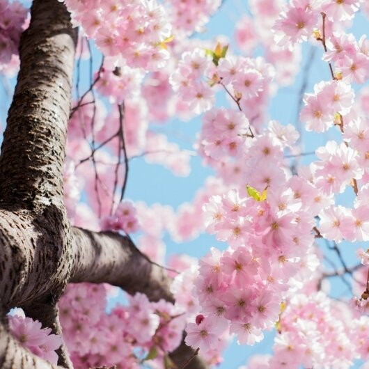 Vinifera Tavaszi Kalandok